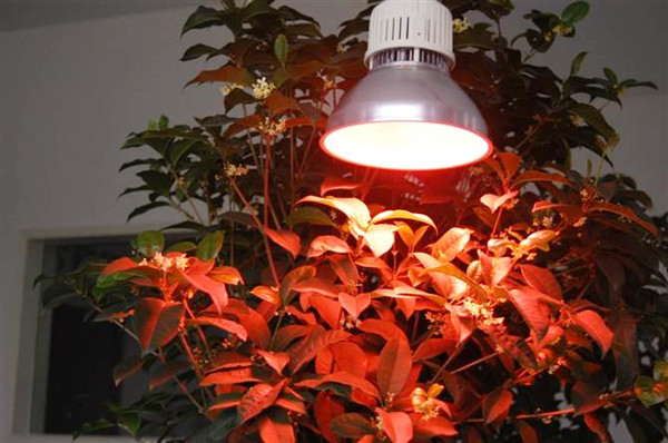 不同科类植物用的植物灯都有所讲究